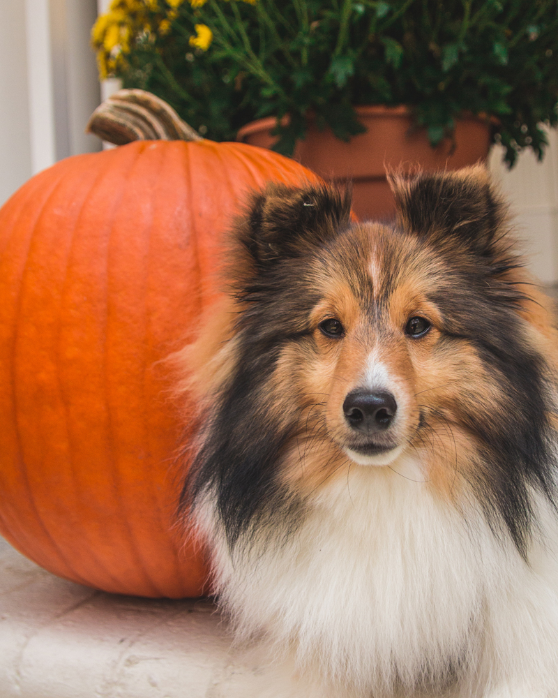 Sheltie on porch with pumpkin