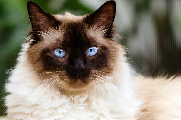 Himalayan Cat Photo