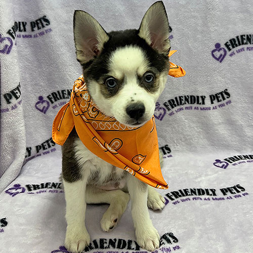 Alaskan Klee Kai Puppy