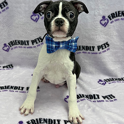 Boston Terrier Puppy