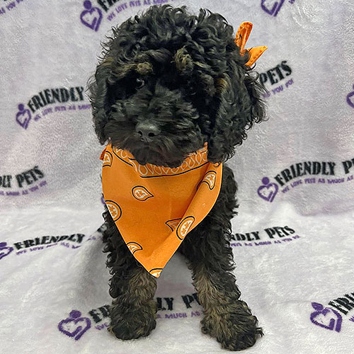 Cavapoo Puppy