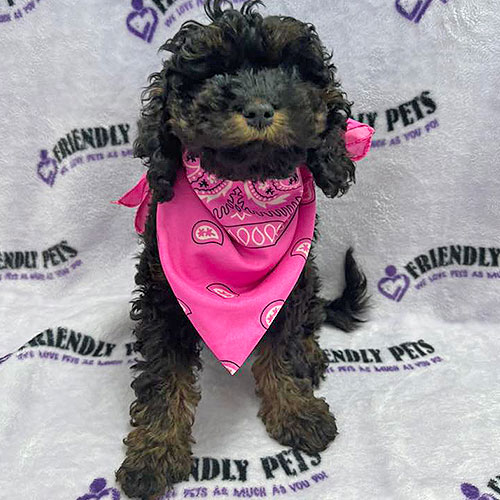 Cavapoo Puppy