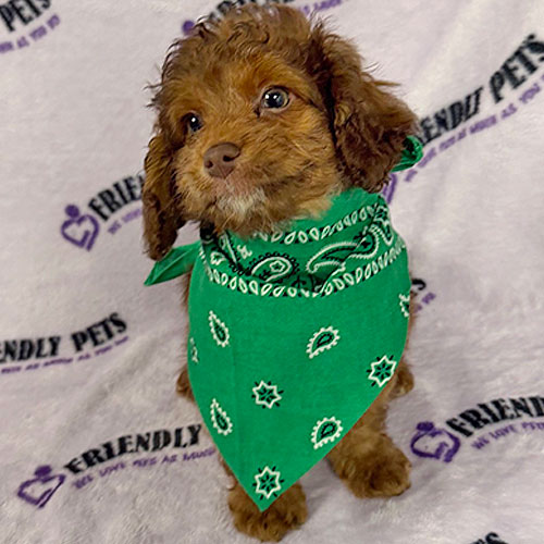 Shihpoo Puppy