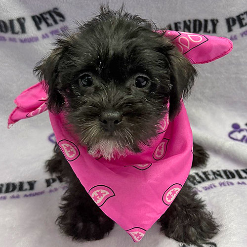 Weshi Puppy